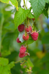 Close up of branch of ripe raspberries in a garden