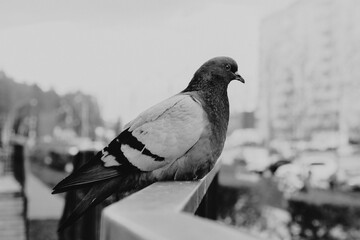beautiful pigeon close-up sitting on the railing in black and white