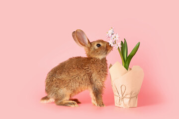 Cute fluffy rabbit with spring plant on color background