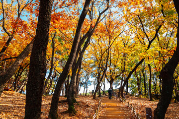 Autumn colorful forest road at Miryang Eupseong Fortress in Miryang, Korea