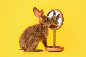 Cute fluffy rabbit with mirror on color background