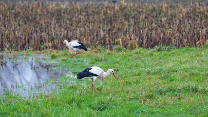 Alsatian cigogne walking in the wet field
