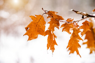 Snow-covered oak branches in the winter forest
