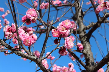 ピンク色の野梅系の八重寒梅【2月】