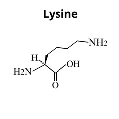 Amino acid Lysine. Chemical molecular formula Lysine is an amino acid. Vector illustration on isolated background