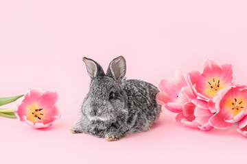 Cute fluffy rabbit with spring flowers on color background