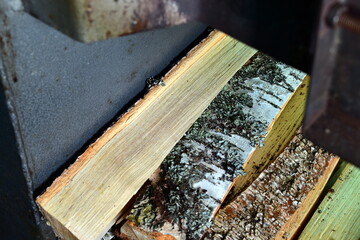 Fototapeta na wymiar birch firewood