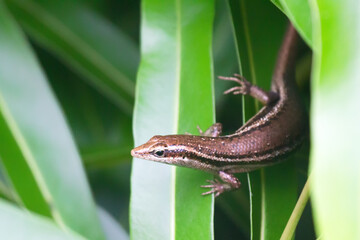 Seychelles skink (Trachylepis seychellensis) sitting on a leaf on Praslin, Seychelles.