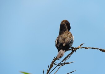 photo of sparrows cleaning themselves, the scientific name of the sparrows is Estrildidae