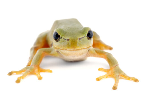 Green tree frog isolated on white background