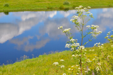 Flower on the background of the Velikaya River in the Pskov region, reflection of clouds in the river