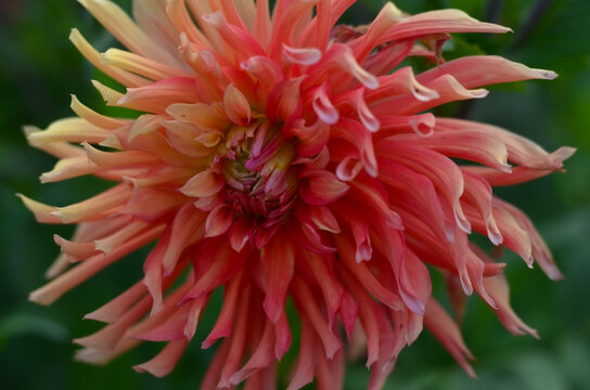 A blooming dahlia flower in one of the parks of St. Petersburg
