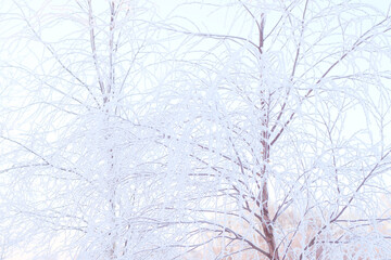 birch tree covered in snow at wintertime