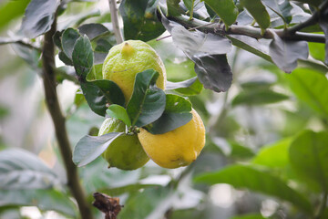Green plant natural look photo