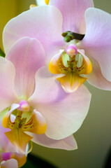 Beautiful floral background. Light pink orchids with a yellow heart Phalaenopsis close-up.