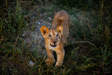 Young baby lion in wildlife. Safari