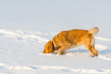 Golden Retriever sniffing and playing in the snow