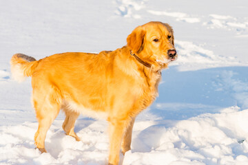 Lovely golden retriever playful in the snow at evening in the park.