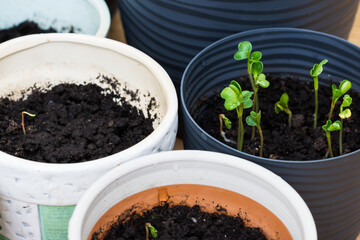 Vegetable seedlings in the small  pots with black soil, radish sprouts growing in pot indoor in spring time, planting concept 