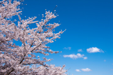 青空と満開の桜（ソメイヨシノ ）