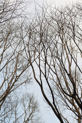 ミステリーな樹木のシルエット