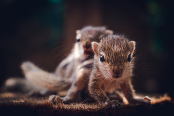 Small sibling squirrel baby rides big brothers back, cute adorable animal-themed photograph,...
