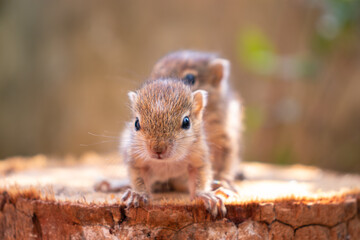 Small Squirrels lost in the wild, cute and adorable orphan squirrel babies are confused and looking at camera, three striped palm squirrels lean forward front view photograph.