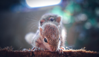 Small sibling squirrel baby rides big brothers back, cute adorable animal-themed photograph,...