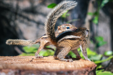 Small Pet Squirrels playing together outside, cute and adorable orphan squirrel babies barely can walk and climb, fluffy tails up in the air, three striped palm squirrels side view photograph