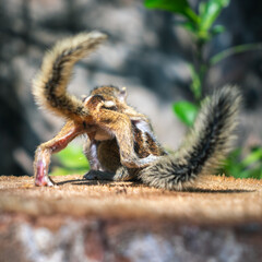 Little squirrel baby try to get over the big brother, cute and adorable three-striped palm squirrel...