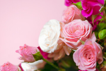 beautiful tender pink and white roses close-up, background 
