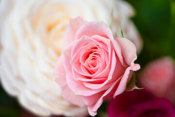 beautiful tender pink and white roses close-up, background 
