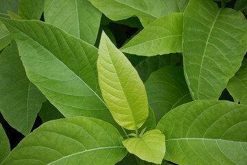 tropical leaves, abstract green leaves texture, nature background for wallpaper