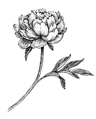 Hand drawn flower peony, line-art on white background