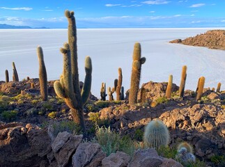 Cacti island. Marvelous terrain is covered in native species of cactus surrounded by salt flat. These giant cacti are hundreds of years old and grow at rate of one centimeter per year. 
