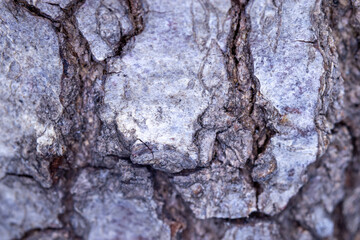 tree trunk bark, macro photo, natural back ground. 