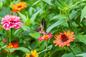 Flowers daisies in summer spring meadow on background blue sky with white clouds, flying orange butterfly, wide format. Summer natural idyllic pastoral landscape, copy space.