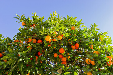 Close up of orange tree and the blue sky in the background. Fresh juicy fruit concept. Fruit growing.