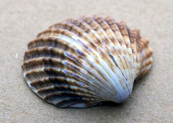 sea shell on the sand
