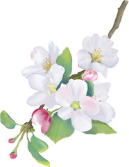 Fototapeta premium Apple Blooming Branch. Watercolor illustration. High resolution. 300 dpi