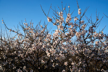 Flowering Almonds Against The Sky.
