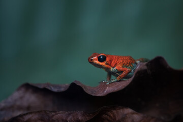 The strawberry poison frog or strawberry poison-dart frog (Oophaga pumilio, formerly Dendrobates pumilio) is a species of small poison dart frog found in Central America.