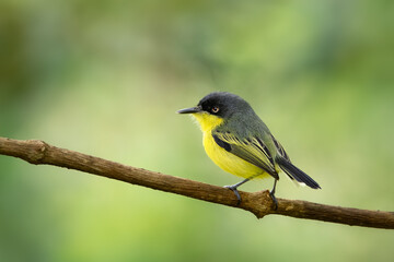 Small and beautiful yellow and black bird. Common-tody-flycatcher, Todirostrum cinereum, sitting on a branch. Very funny and gorgeous bird, looking quite angry. Green rain forest background.