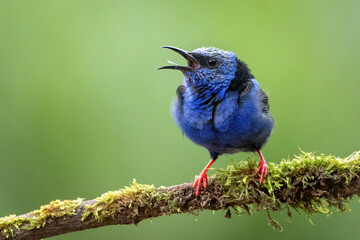 Beautifully blue small bird, Red-legged honeycreeper, Cyanerpes cyaneus. Such a tiny bird, yet so amazing and gorgeous. Very common in Central America. Sitting on a mossy branch, green background.