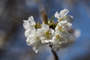 Close up white cherry blossom tree in the spring