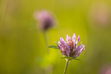 Clover is well known and very common plant, found on many meadows and fields. It can be pink or white or even dark red when used in agriculture. Close up shot of one single clover flower.