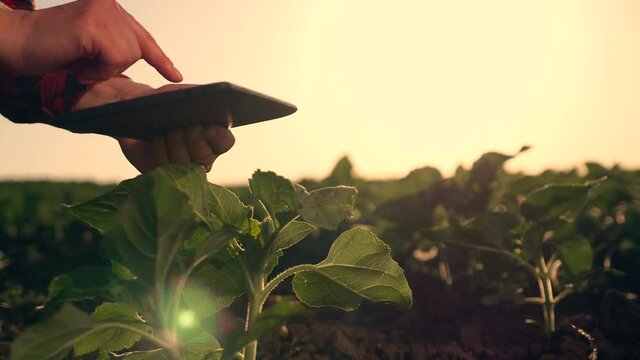 A female farmer with a digital tablet in her hands sits in rubber boots and analyzes the soil, plants. The agronomist at sunset uses modern technologies in agriculture.