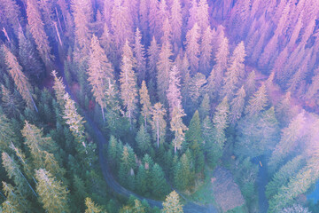 Top view of the fir trees in mountains  in early morning