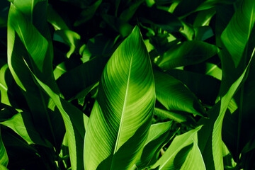 Naklejka na ściany i meble Natural dark green leaves,tropical dark green leaf, large foliage, abstract green texture, nature background for wallpaper