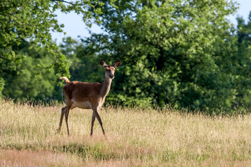 The Red Deer (Cervus elaphus)